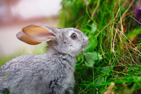 A small bunny eats grass. Portrait of a fluffy and charming pet for a calendar or postcard. Close up
