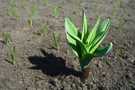 Bed with green garlic seedlings. Spring sowing of vegetables on the household farm. Vegetable garden...