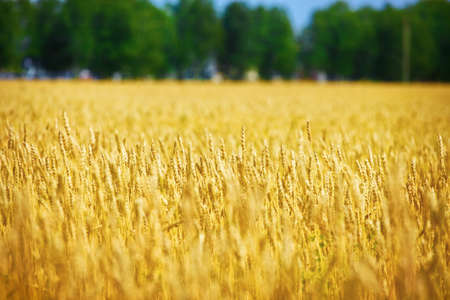 Yellow field with wheat ears on a Sunny summer day. Agricultural land of a farmer. Background for adsの写真素材