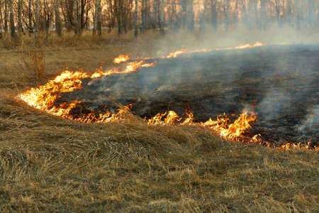 Open flame. Burning dry grass in the field. Extreme disaster and forest fires during a drought....