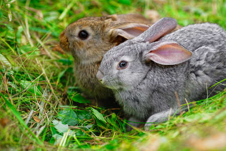 Two adorable little rabbits are sitting on the green grass. Blank for a calendar or postcard with...