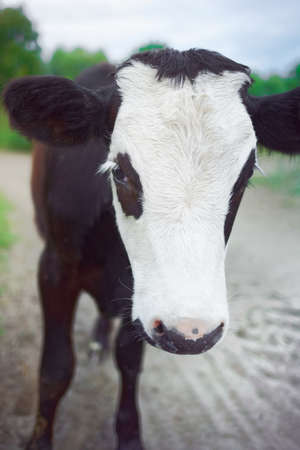 Young calf close-up. Portrait of a small bull with a white head. Raising cattle on a farmの写真素材