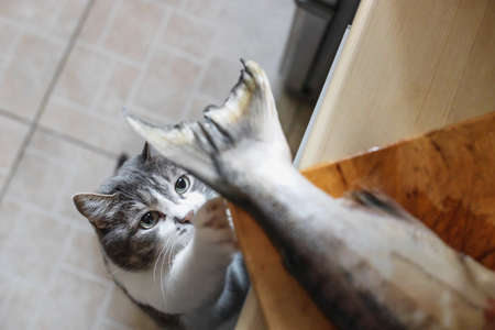 A hungry cat looks at the tail of a fish on the kitchen table. A pet steals food from the table....