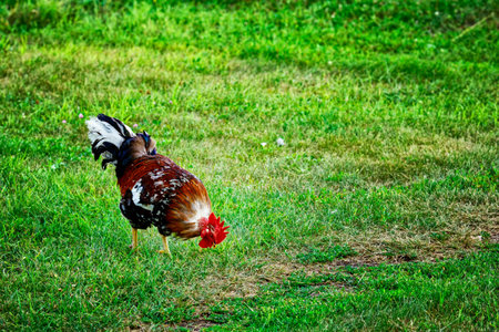 A beautiful rooster walks on a green lawn on a summer day.