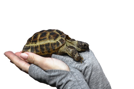A small turtle is lying on the womans hands. Protection and conservation of wildlife. Isolated on a white background.の写真素材