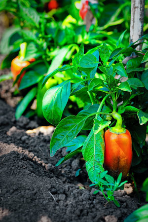 ripe pepper grows on a green stalk in the garden. Growing natural vegetables.の写真素材