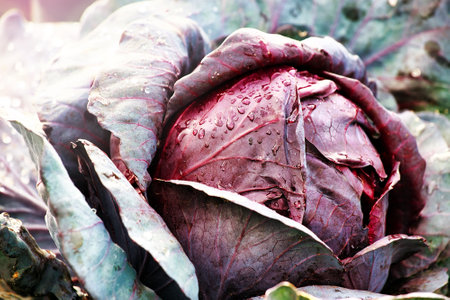 A head of red cabbage grows in the garden. Photo of a vegetable with a top view.