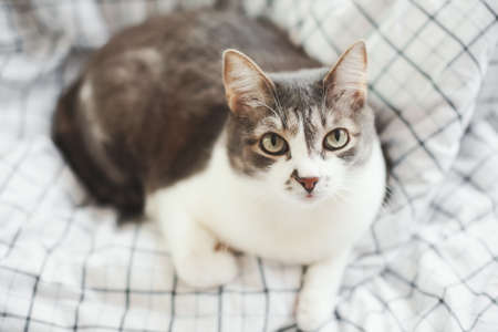 The cat looks up at the camera. A noble and well-groomed pet lies on a blanket and looks with an...