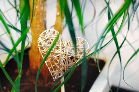A wicker heart in a flower pot with a ficus tree. The concept of love for growing flowers and plants. Close-up of a houseplant.の写真素材