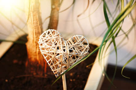 A wicker heart in a flower pot with a ficus tree. The concept of love for growing flowers and plants. Close-up of a houseplant.の写真素材