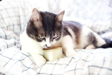 A beautiful gray cat is lying on a blanket with a tin of canned food. Cat food ads with copy space. Mockup. A well-fed and satisfied pet rests on the bed during the dayの写真素材