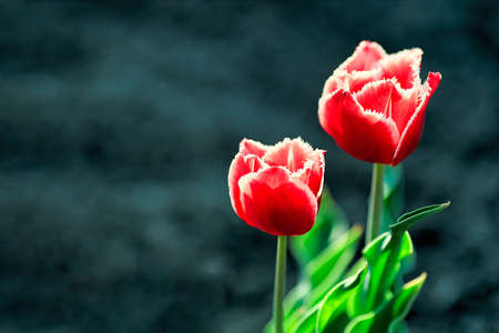 Two red tulips on a dark background with a space to copy. A symbol of mourning, grief, or loss of loved ones.の写真素材