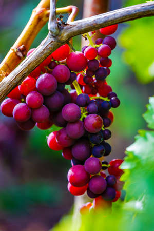 Bunches of red grapes hang on a shrub with green foliage. Natural product for the manufacture of ruby wine. Background.の写真素材