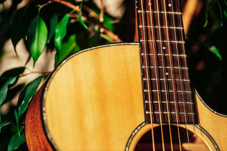 Part of acoustic guitar is close-up among green leaves of ficus. Musical instrument. Backgroundの写真素材