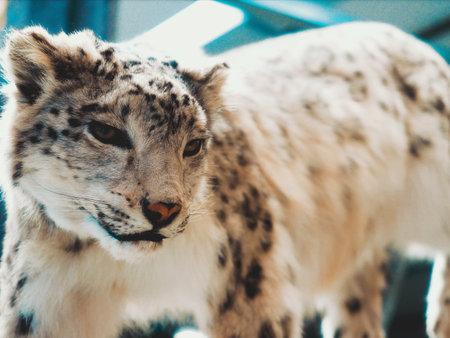 Effigy of lynx in shopping mall sneaks over rocks. Hunter's Trophy. Portrait of predator..の写真素材