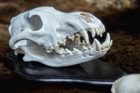 Skull of animal or dinosaur with animal grin. Archaeological find. Close-up..の写真素材