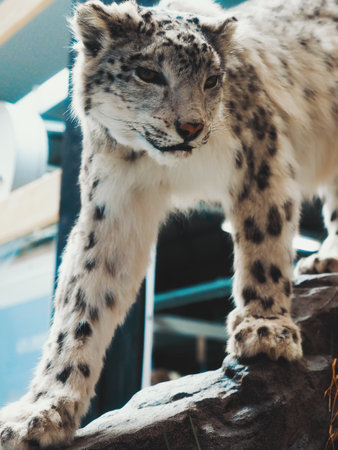 Effigy of lynx in shopping mall sneaks over rocks. Hunter's Trophy. Portrait of predator..の写真素材