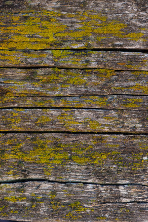 abstract background. Old wooden board with cracks covered with moss. Dilapidated wood. Smooth textured surface.の写真素材
