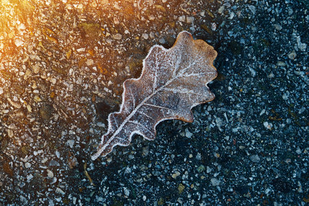 Frozen leaf of wood in frost lies on asphalt. Minimalism. Background for splash screen..の写真素材
