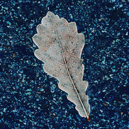 Frozen leaf of wood in frost lies on asphalt. Minimalism. Background for splash screen..の写真素材