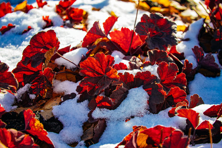 Red plants in snow on lawn. Winter background. Thaw.の写真素材