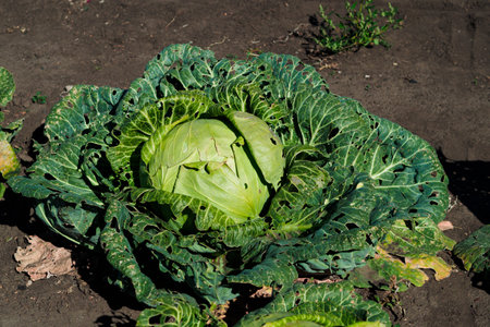 Kind of ripe cabbage kachan in garden. Background..の写真素材
