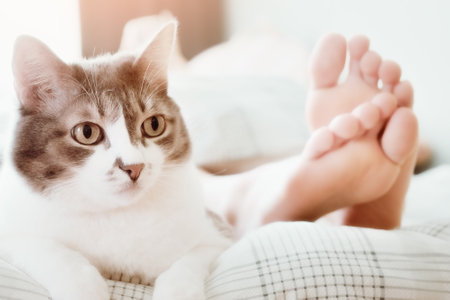 Beautiful gray cat lies at feet of hostess on bed. Care and grooming of pet. Cozy atmosphere. Lifestyle Photography..の写真素材
