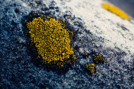 Moss or lichen close-up. Fungal spores. Macro photo..の写真素材