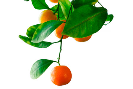 Decorative tangerine hanging on branch with leaves. Isolated on white background. Fresh fruit. Houseplant..の写真素材
