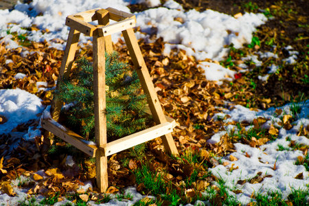 Small young Christmas tree grows out of ground. Fir seedlings in forest among snow. Protective fence for young trees. Care for environment. Background.の写真素材