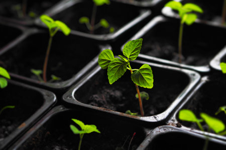Young green sprout of seedlings stands in black pot with earth. Preparing vegetables for planting in garden. Growing microgreens.の写真素材