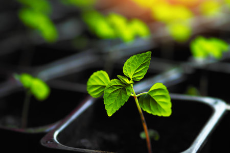 Young green sprout of seedlings stands in black pot with earth. Preparing vegetables for planting in garden. Growing microgreens.の写真素材