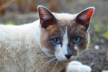 Close-up portrait of gray cat in nature. Gray cat with blue eyes lies on ground and looks into camera. Cute pet.の写真素材