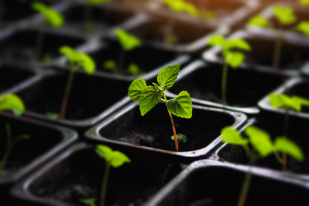 Seedlings of greens and vegetables in plastic pots with soil. Young sprouts and seedlings. Spring sowing in garden.の写真素材
