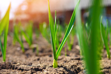 Green garlic or onion grows in garden bed. Close-up view from bottom. Spring sowing and growth of vegetables. Background.の写真素材