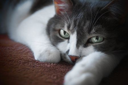 Sad cat lies on carpet and looks directly into camera. Pet portrait. Gray cat with expressive eyes.の写真素材