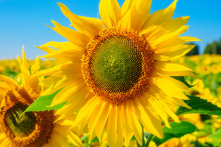 This is bright colorful sunflower with yellow leaves in sunflower field close-up. Sunflower against blue sky.の写真素材