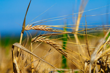 Ears of wheat on field on summer day close-up. Wheat field.の写真素材