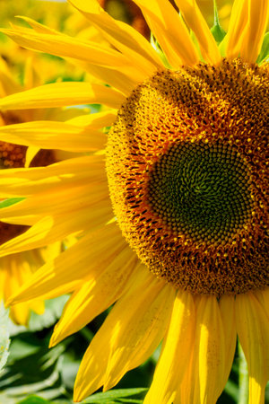 Part of sunflower with yellow petals close-up on summer sunny day. Vertical photo.の写真素材