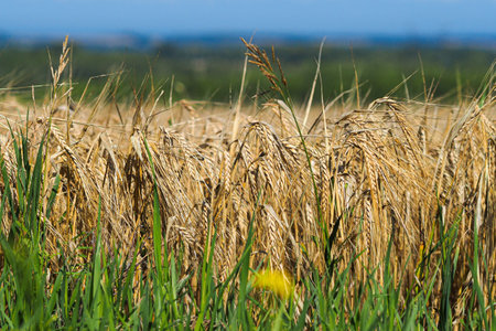 Yellow wheat field. Wheat harvest. Panorama of ears of wheat. Background.の写真素材