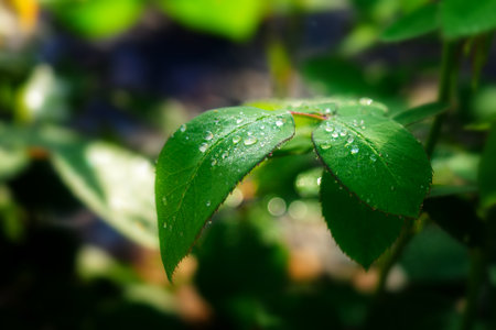 Drops of dew or rain on green leaf of plant. Purity and freshness in nature. Background.の写真素材