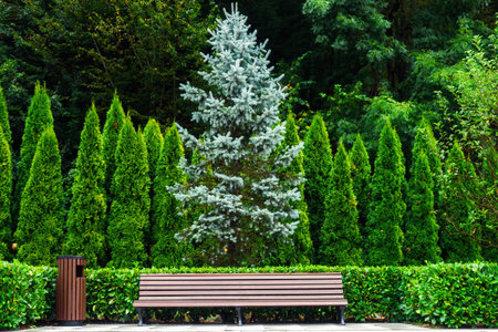 Empty wooden bench in park for relaxation with beautiful view of green trees in background. Place to relax in nature. Front feed in front. Background.の写真素材