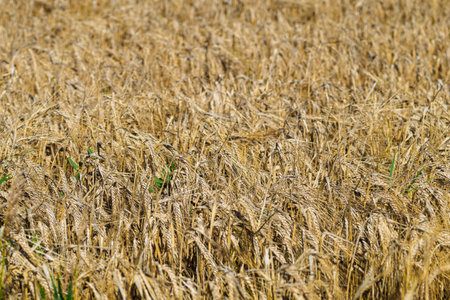 View of wheat field. Yellow ears of wheat. Background.の写真素材