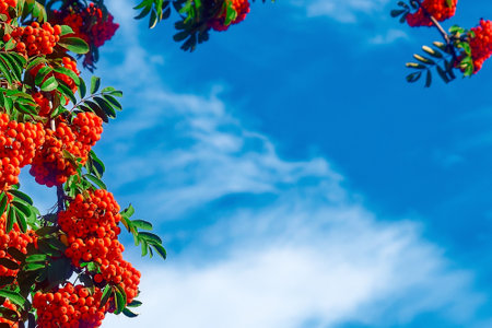 Bunches of red rowan against blue sky. Background with copy space. Rowan berries. Autumn mood.の写真素材