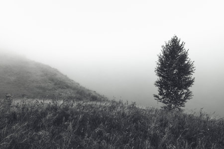 Monochrome photography. Lonely tree stands on hill in fog. Dull and dreary mood. Background.の写真素材