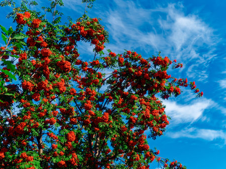 Bunches of red rowan against blue sky. Background with copy space. Rowan berries. Autumn mood.の写真素材