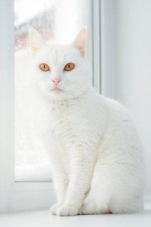 White cat sits on white windowsill. Portrait of beautiful Japanese Bobtail cat. Beautiful cat with yellow eyes in home environment.の写真素材