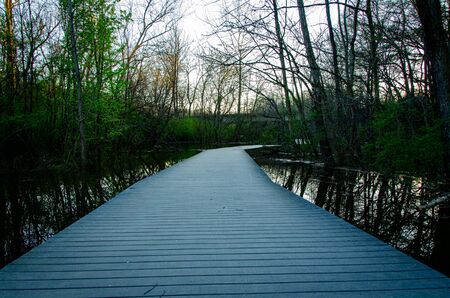 Forest Walkway