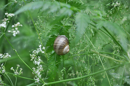 big snail on the leaf in greenの写真素材