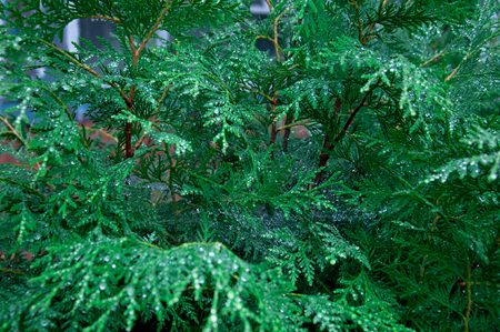 cypress. a drop of rain. background image. added a blue tint.の写真素材